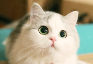 猫尿道感染的表现有哪些