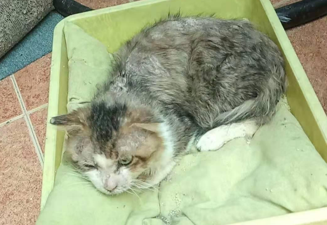 小猫跑进富人区被打断腿，死前爬回救助人身边，只为看她最后一眼