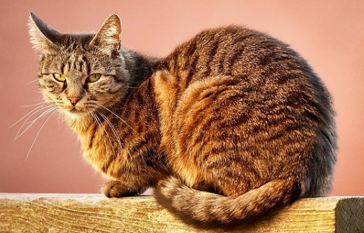 猫咪嘴角下巴黑涩结痂怎么回事 猫咪嘴角下巴黑涩结痂怎么回事