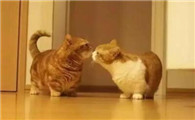 猫两天没拉屎但是撒尿
