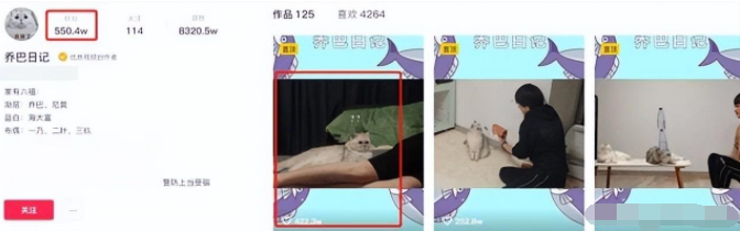 知名宠物博主疑似虐猫，视频摆拍痕迹重，猫咪惨叫连连
