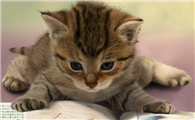 猫怀孕会孕吐吗