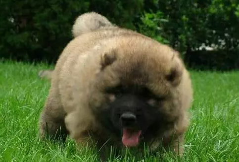 高加索犬为什么那么大