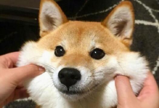 母的柴犬为什么不发腮 母的柴犬为什么不发腮