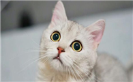 猫杯状病毒用什么消毒液效果好