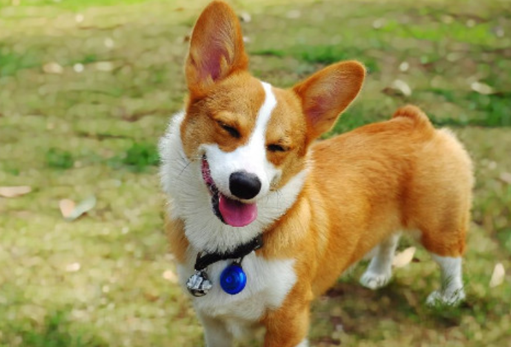 什么狗适合当治愈犬