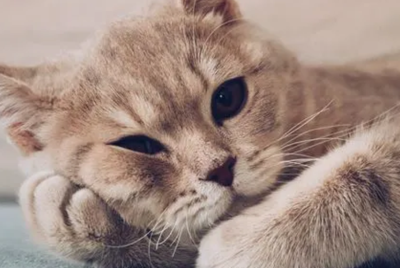 耳螨传染别的猫吗怎么传染