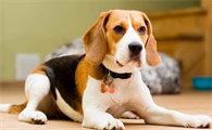养一只比格猎犬一个月开销多少