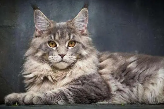 比较帅气的猫咪品种图片