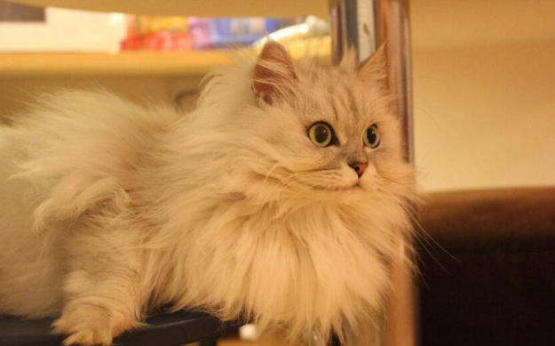 长过一次猫藓就会终身得猫藓吗 长过一次猫藓就会终身得猫藓吗