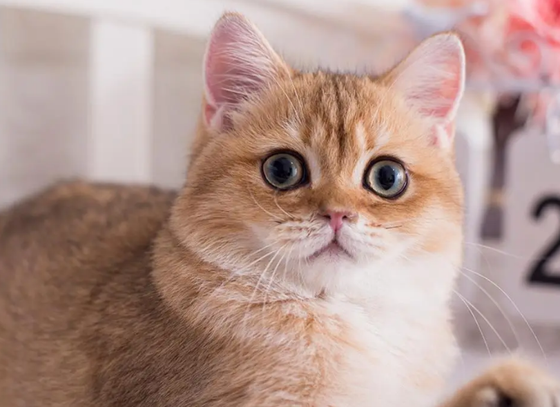 猫咪快速催吐的四种方法 猫咪快速催吐的四种方法