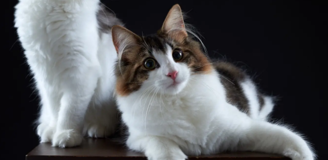 猫咪身上有小黑虫是怎么回事啊 猫咪身上有小黑虫是怎么回事啊