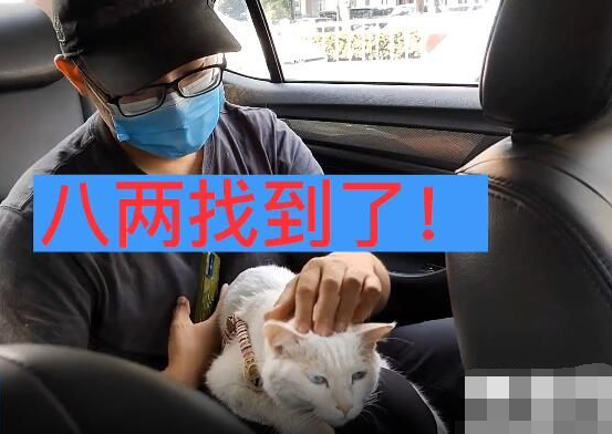 流浪10天的石家庄白猫终于找到了 内幕曝光简直太意外了 流浪10天的石家庄白猫终于找到了 内幕曝光简直太意外了