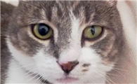 猫一个眼睛大一个眼睛小是怎么回事啊