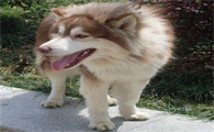 阿拉斯加犬如何训练上厕所
