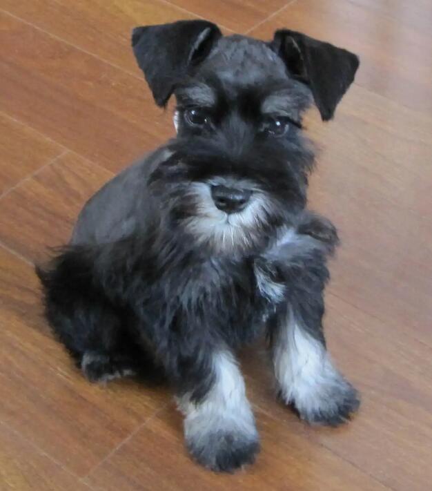 "大胡子"雪纳瑞的身世,竟然这么离奇!