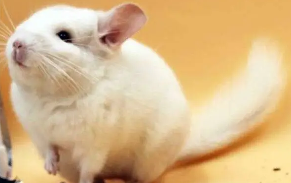 金斑龙猫该如何训练?我来告诉你答案! 金斑龙猫该如何训练?我来告诉你答案!