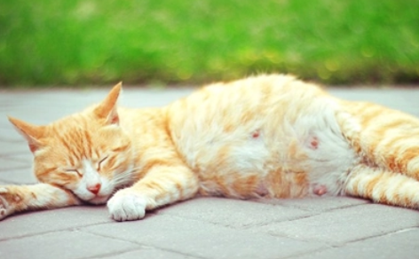 母猫怀孕乳腺增生怎么办 母猫怀孕乳腺增生怎么办