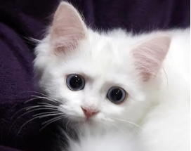 猫咪大便带血怎么回事
