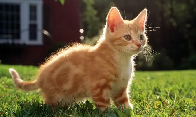 猫可以一天三顿都吃肉吗