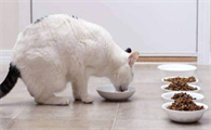 猫咪经常吐猫粮是怎么回事呢