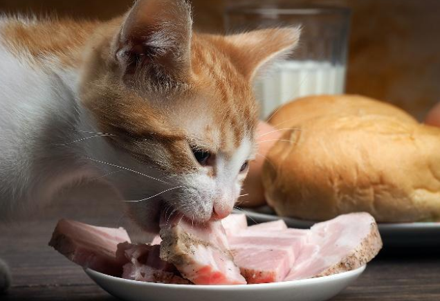 猫咪可不可以吃生的猪肉