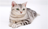 猫咪绝育之后会发胖吗