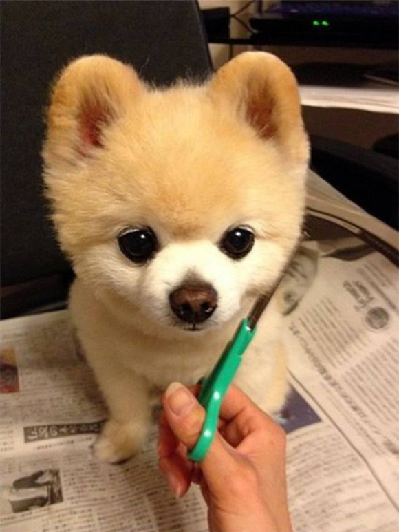 博美+银狐=？它们的结晶是这种犬！