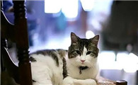 不想养猫感觉快崩溃了