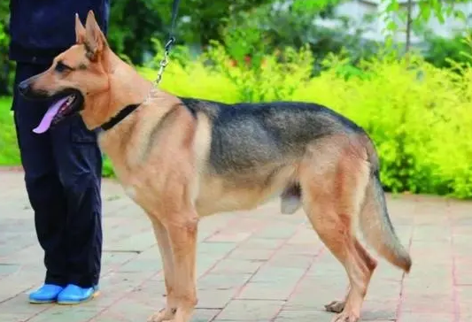 养一只中国昆明犬一个月开销多少