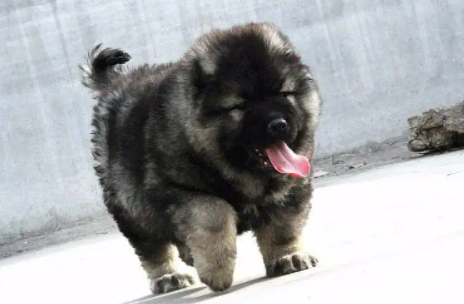 哪里可以买纯种赛级高加索犬