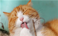 洗完澡的猫可以驱虫吗