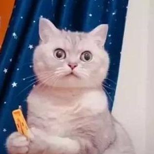 铲屎官使坏,用夹子夹住猫咪的脑袋,猫:主人,你给朕过来! 铲屎官使坏,用夹子夹住猫咪的脑袋,猫:主人,你给朕过来!