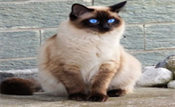 重点色布偶猫价格多少钱一只