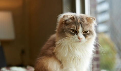 关于“猫咪绝育”的知识,快来了解一下! 关于“猫咪绝育”的知识,快来了解一下!