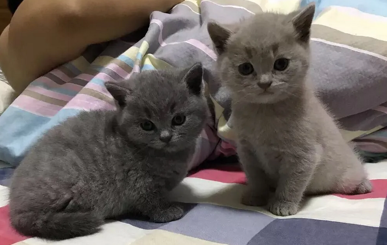 蓝猫和什么猫配出来最漂亮