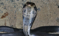 中华眼镜蛇是不是保护动物