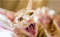 狂犬病是猫先死还是人先死