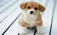 公犬尿道口黄脓怎么治