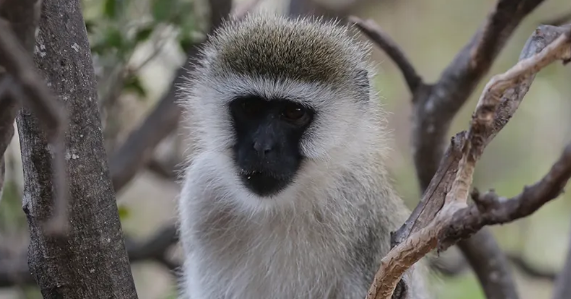 黑脸绿猴的生活习性,都在这里啦!