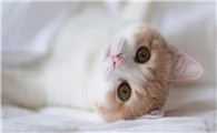 猫怀孕25天最明显的征兆