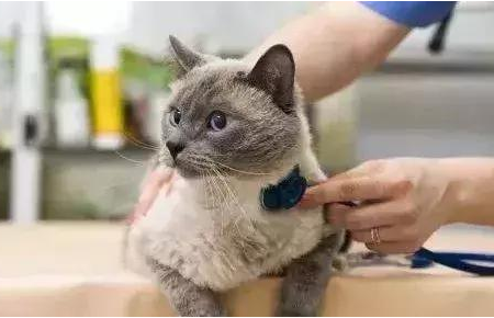 猫传腹会不会流口水 猫传腹会不会流口水
