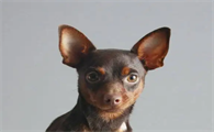 为什么养迷你杜宾犬的人少