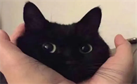 猫咪眼球上有毛怎么办呢