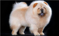 松狮犬都有什么颜色