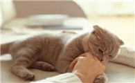 从未出过门的猫咬了会有病吗