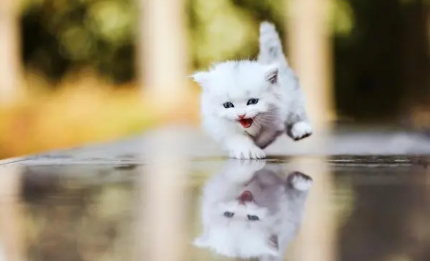 流浪猫带回家需要做什么检查 流浪猫带回家需要做什么检查