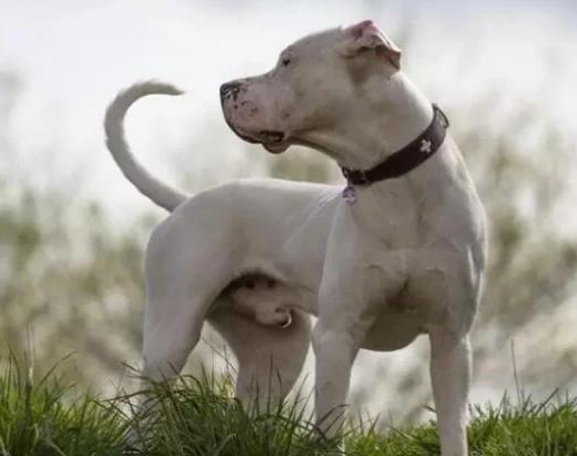 世界三大猎犬是哪三种 世界三大猎犬是哪三种