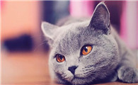 猫咪罐头开了能放多久怎么保存