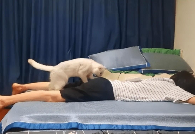 知名宠物博主疑似虐猫，视频摆拍痕迹重，猫咪惨叫连连